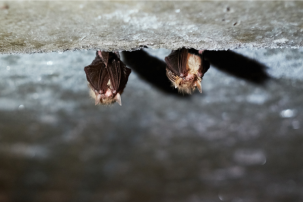 two bats perched inside of a basement