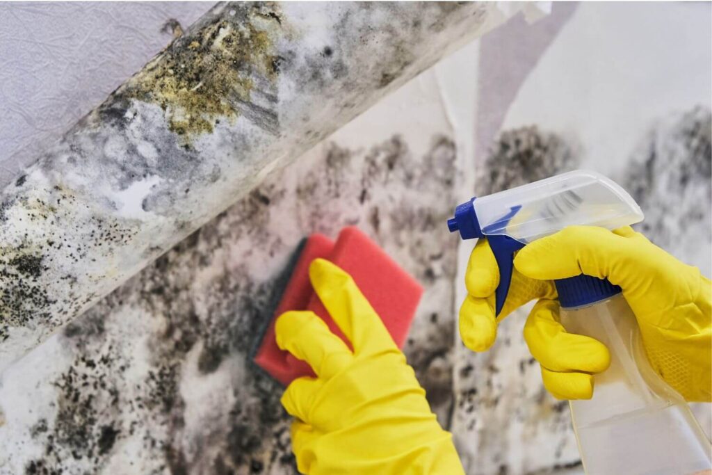 Hands wearing yellow rubber gloves while holding a red sponge and squirt bottle while cleaning black mold from a wall