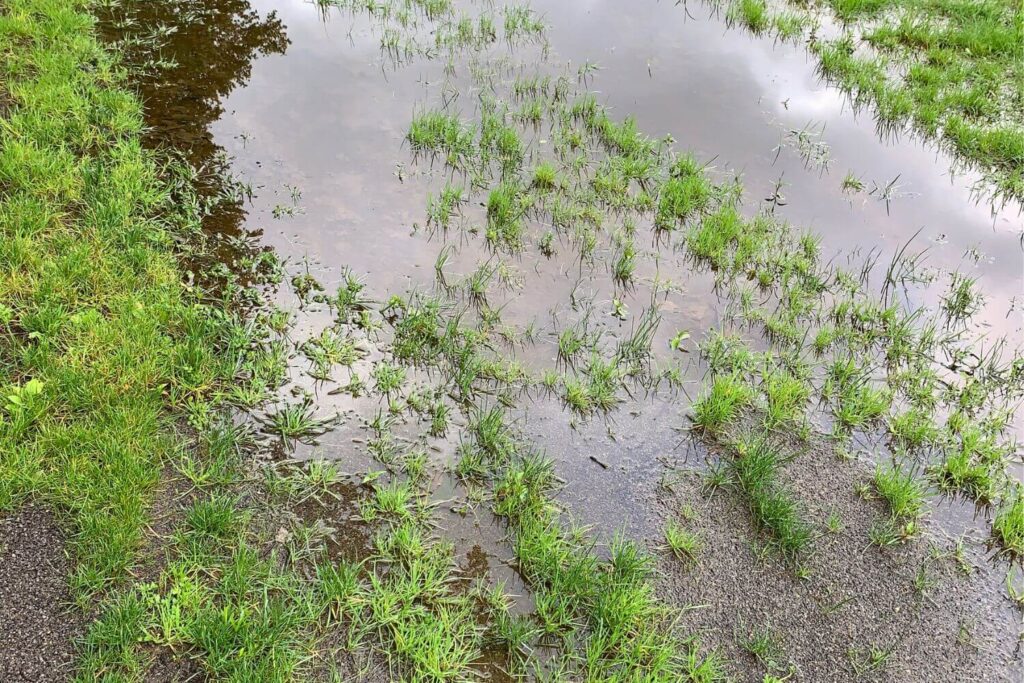 Grass that has been flooded with water