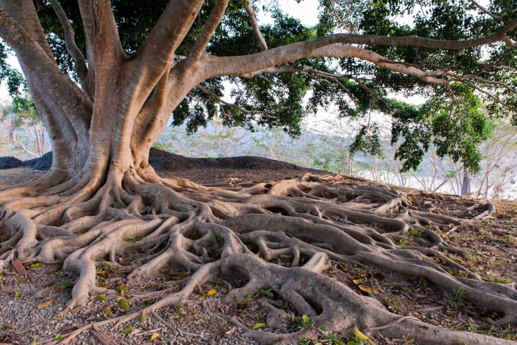 Large tree with many roots exposed