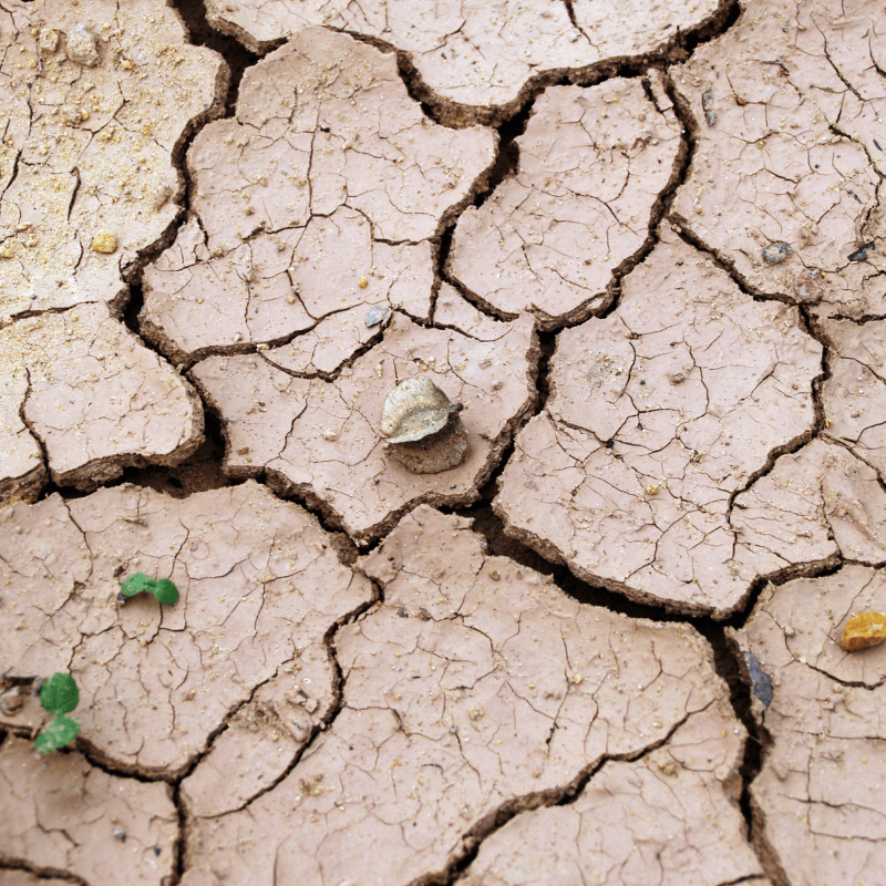 cracked soil from lack of moisture during the summer