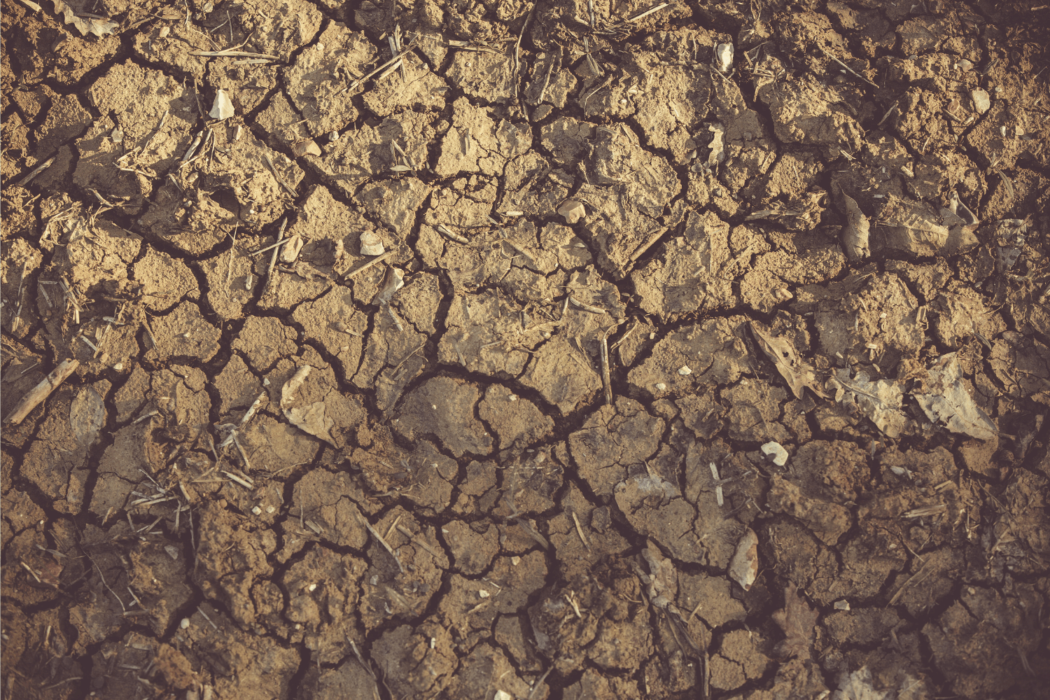 Summer Soil Shrinkage: How Heatwaves Can Stress Your Foundation | A.M ...