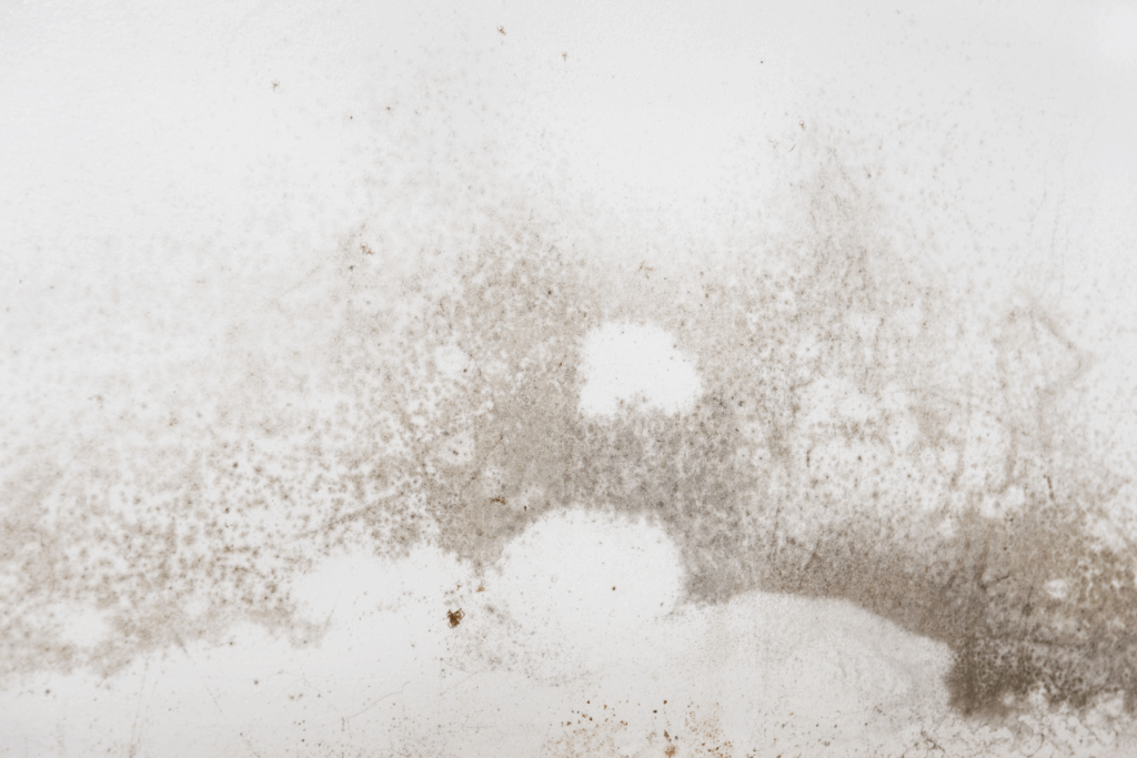 mold on basement walls
