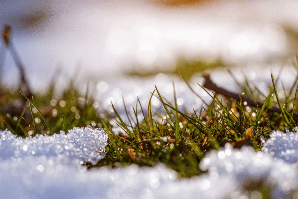 snow melting on the grass