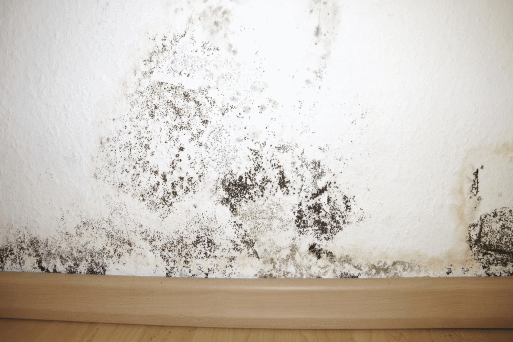 signs of mold and mildew on a white wall in a home